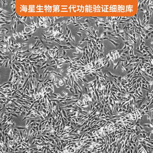 TERT-SV40 转化的人胚肺细胞(MRC-5/TERT-SV40)