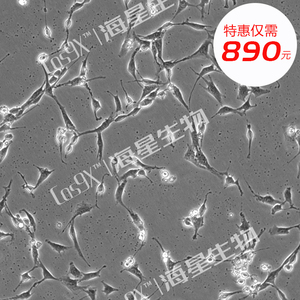 大鼠肾细胞(NRK)