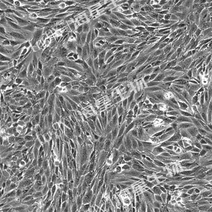 大鼠成肌细胞(L6)