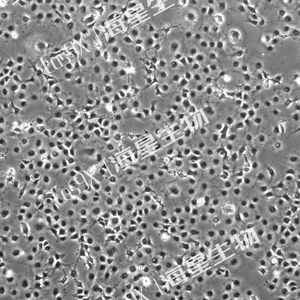 非洲绿猴SV40转化的肾细胞（cos7）