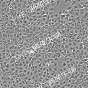 大鼠肝细胞(BRL 3A)