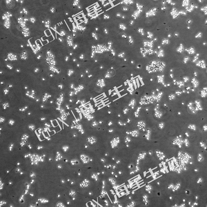 大鼠肺泡巨噬细胞(NR8383)