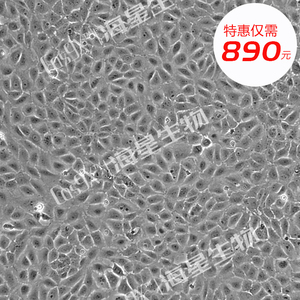 大鼠肝细胞(BRL 3A)