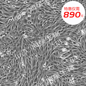 大鼠成肌细胞(L6)