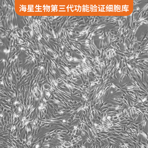 TERT-SV40 转化的人胚肺成纤维细胞(HFL1/TERT-SV40)