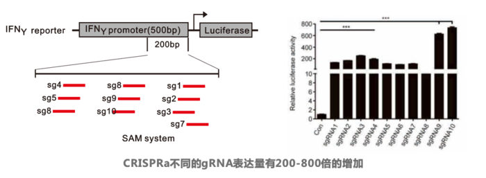 CRISPRa（基因激活）